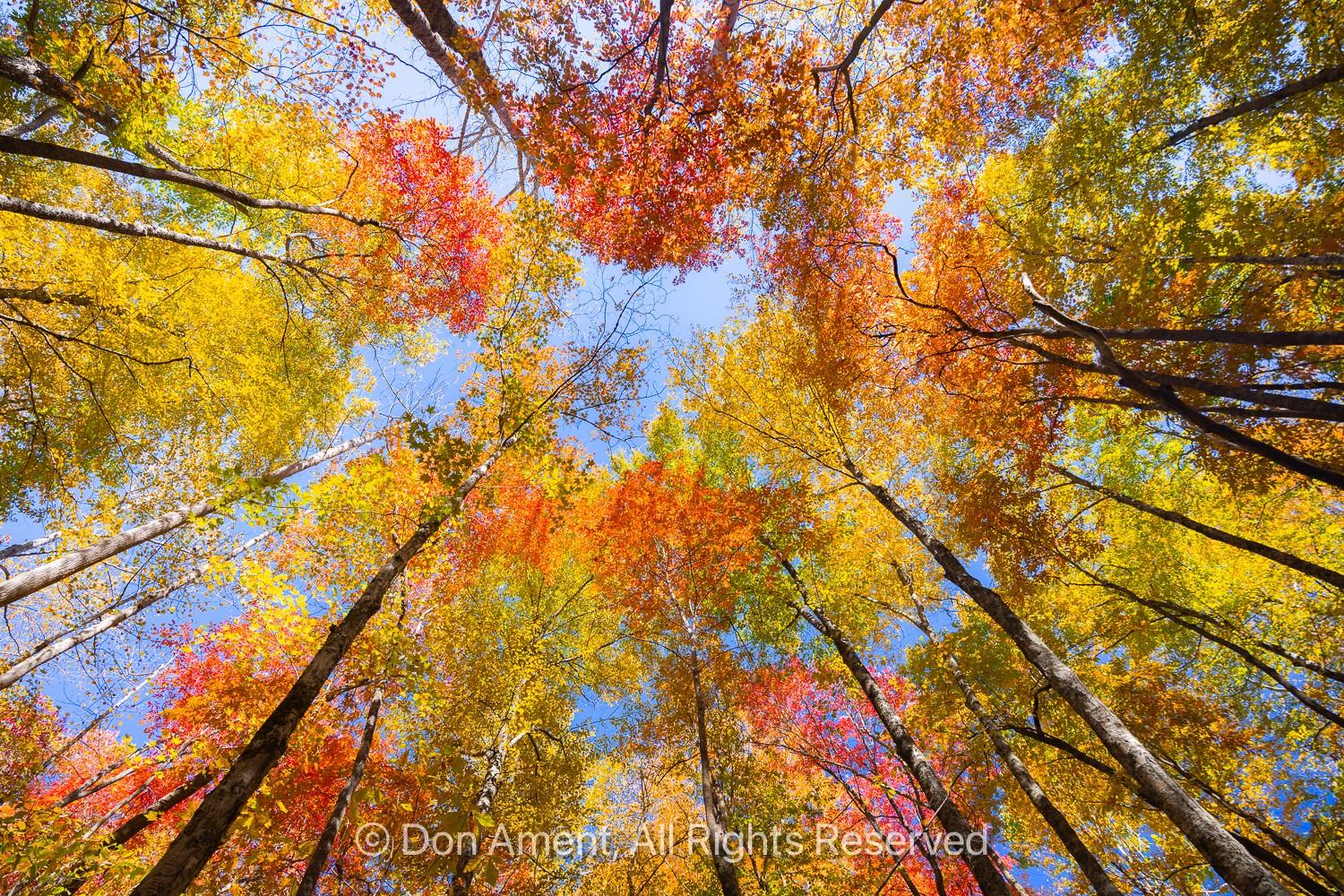 Photos of trees